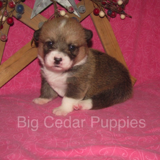 Lucy's #6  Female
Sold to Ranjit