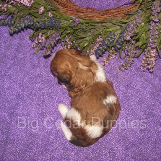 Eevee's #4  Male 
Congratulations Kim