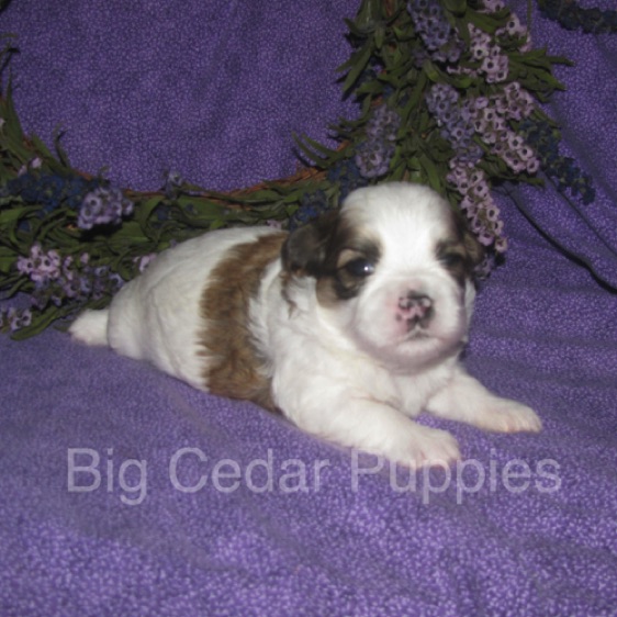 Eevee's #2  Male 
Congratulations Kim