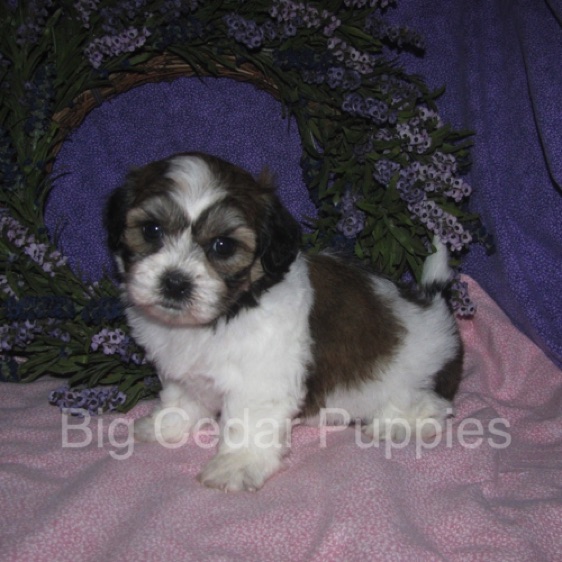 Ivy's #5  Female 
"Winnie"  
Congratulations  Joi