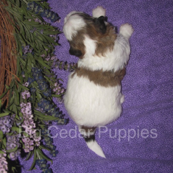 Eevee's #2  Male 
Congratulations Kim