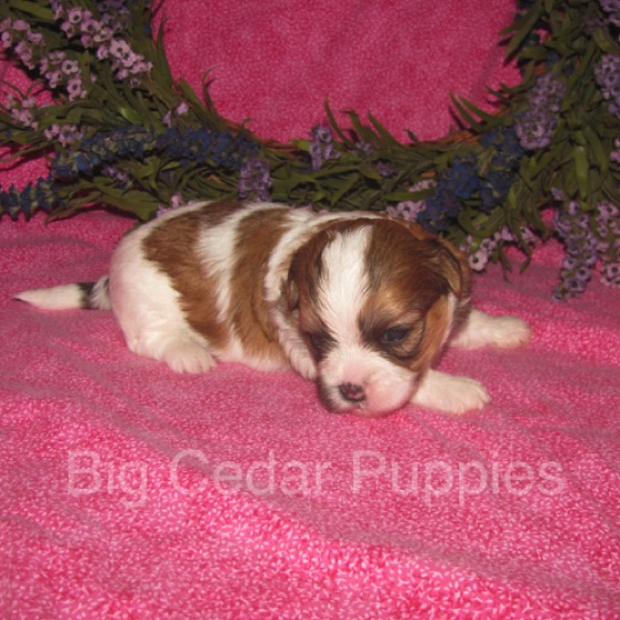 Eevee's #5   Female  
Congratulations Nina & Scott