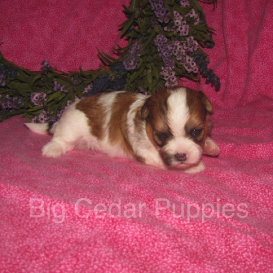 Eevee's #5   Female  
Congratulations Nina & Scott