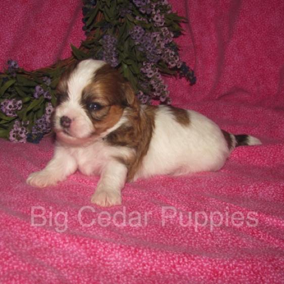 Eevee's #5   Female  
Congratulations Nina & Scott