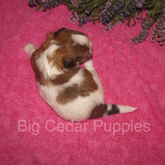 Eevee's #5   Female  
Congratulations Nina & Scott