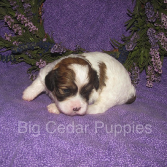 Eevee's #3  Male  
Congratulations Ben & Jean
