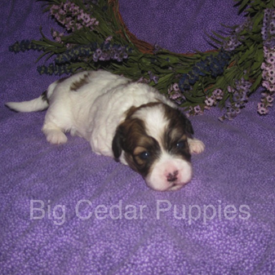 Eevee's #3  Male  
Congratulations Ben & Jean