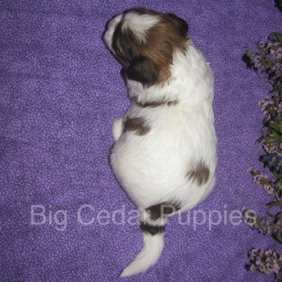 Eevee's #3  Male  
Congratulations Ben & Jean