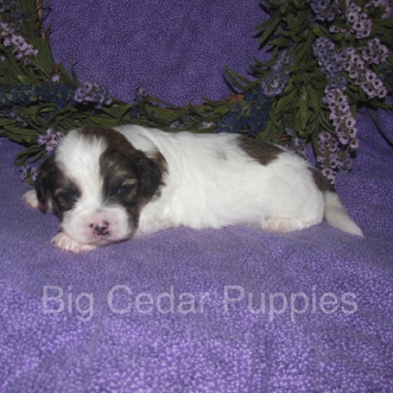Eevee's #1  Male  
Congratulations Andrea & Dan
