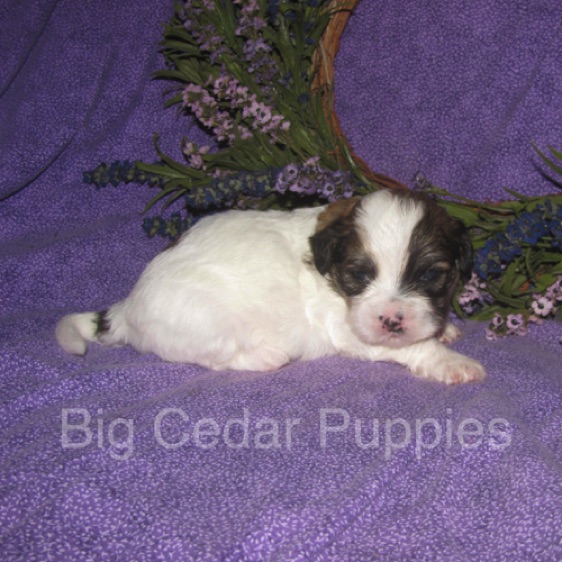 Eevee's #1  Male  
Congratulations Andrea & Dan