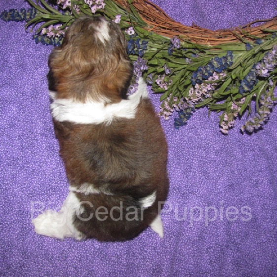 Ivy's  #3  Male  
"Gio"   
Congratulations Carmella