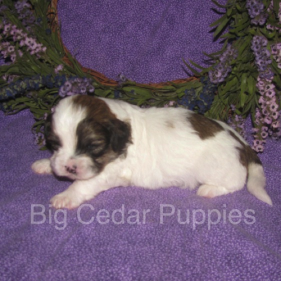 Eevee's #1  Male  
Congratulations Andrea & Dan