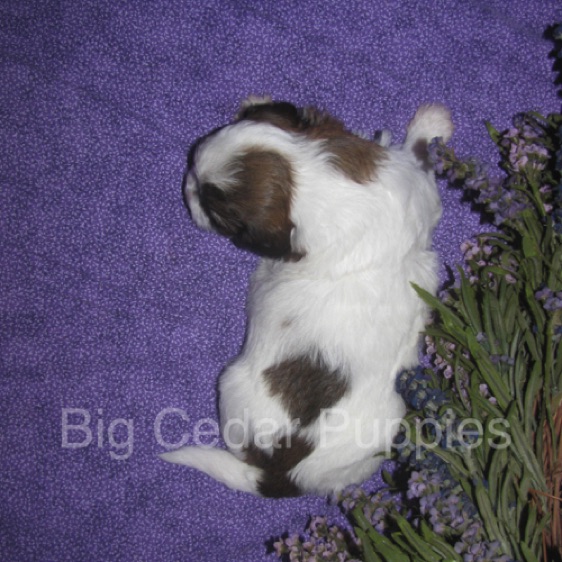 Eevee's #1  Male  
Congratulations Andrea & Dan