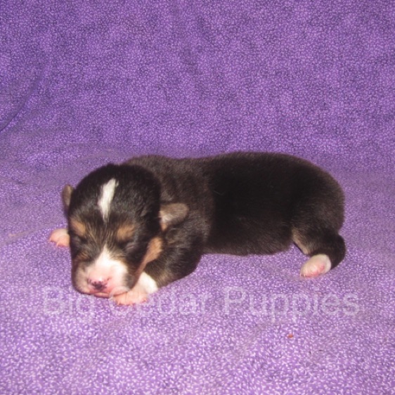 Pepper's #2  Male