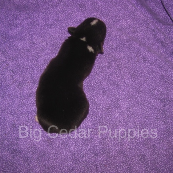 Pepper's #2  Male