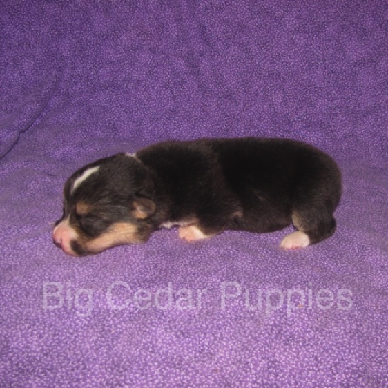 Pepper's #2  Male