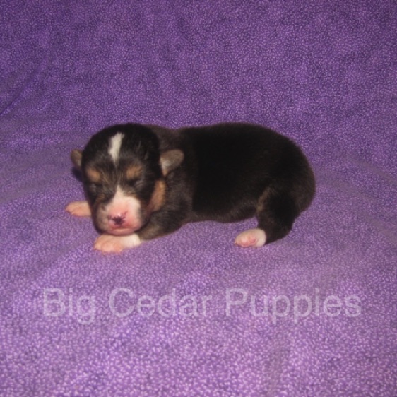Pepper's #2  Male