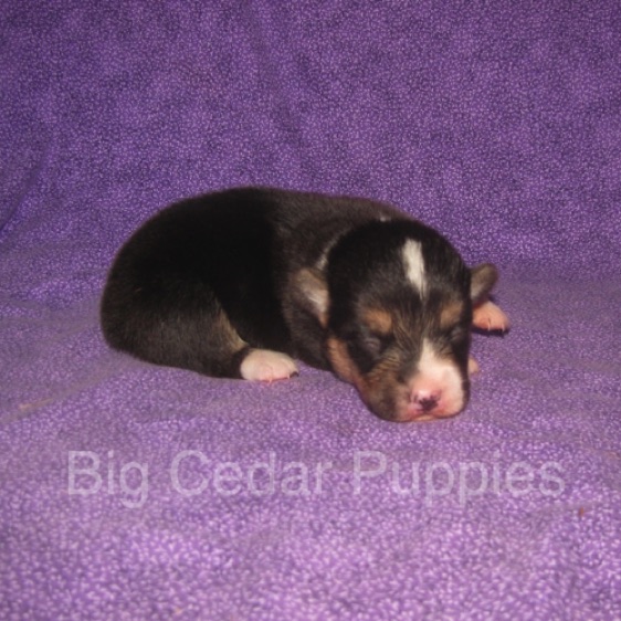 Pepper's #2  Male