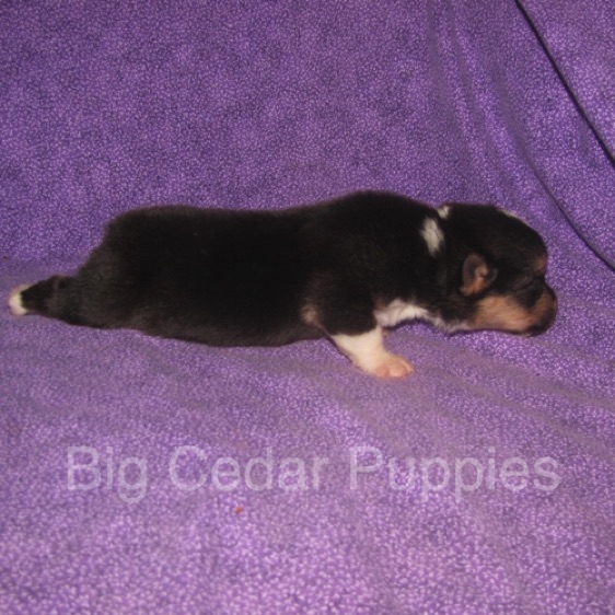 Pepper's #2  Male