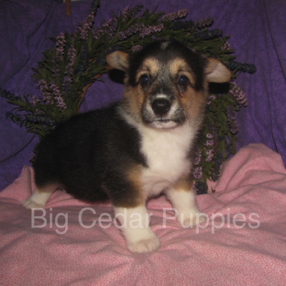 Pepper's #3  Female
"Ellie"
Sold to Chace & Heather