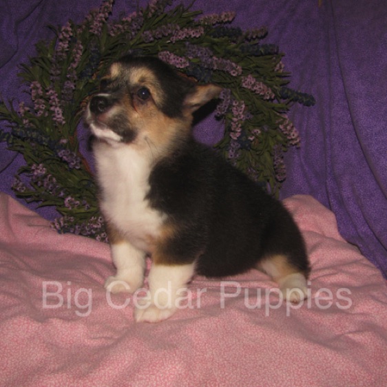 Pepper's #3  Female
"Ellie"
Sold to Chace & Heather