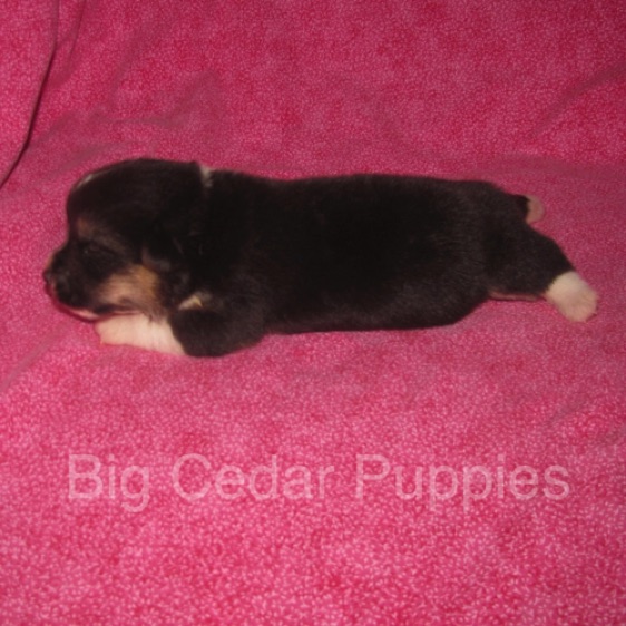 Pepper's #3  Female