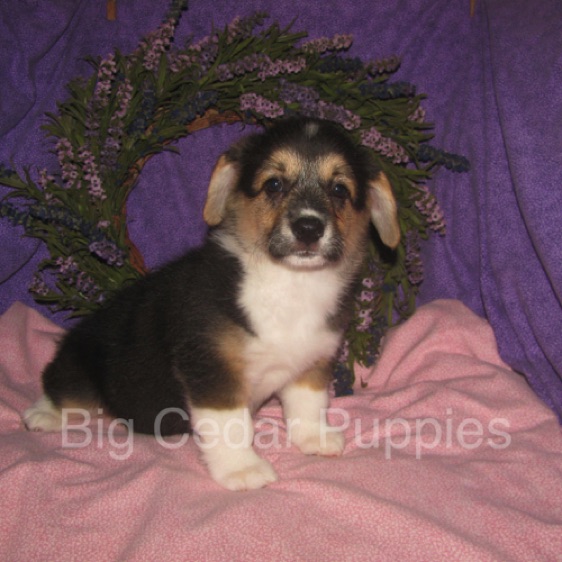 Pepper's #3  Female
"Ellie"
Sold to Chace & Heather