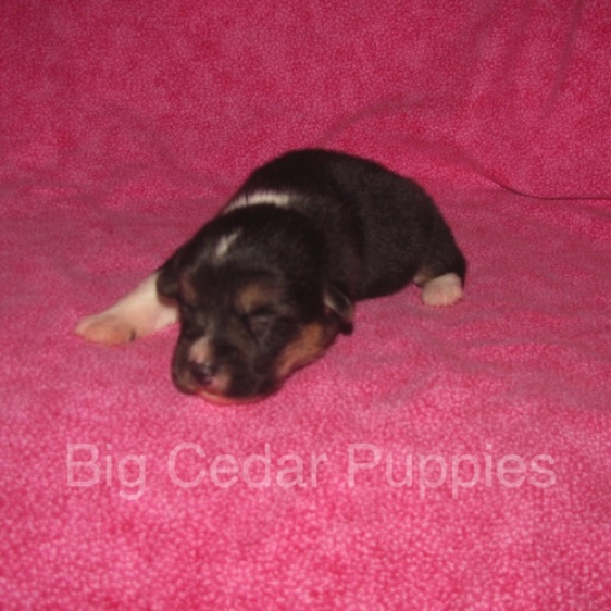 Pepper's #3  Female