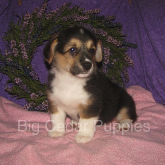 Pepper's #3  Female
"Ellie"
Sold to Chace & Heather
