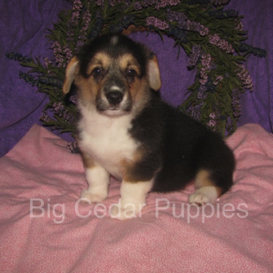Pepper's #3  Female
"Ellie"
Sold to Chace & Heather
