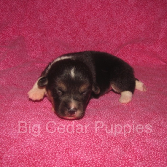 Pepper's #3  Female