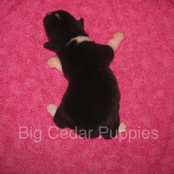 Pepper's #3  Female