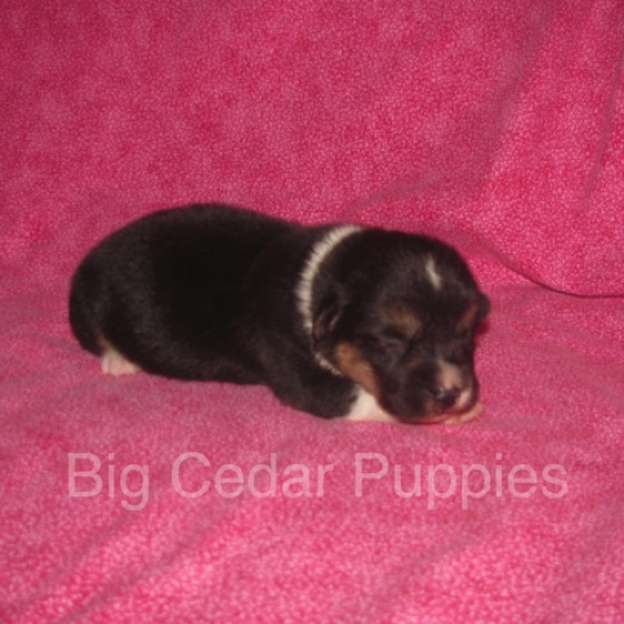 Pepper's #3  Female