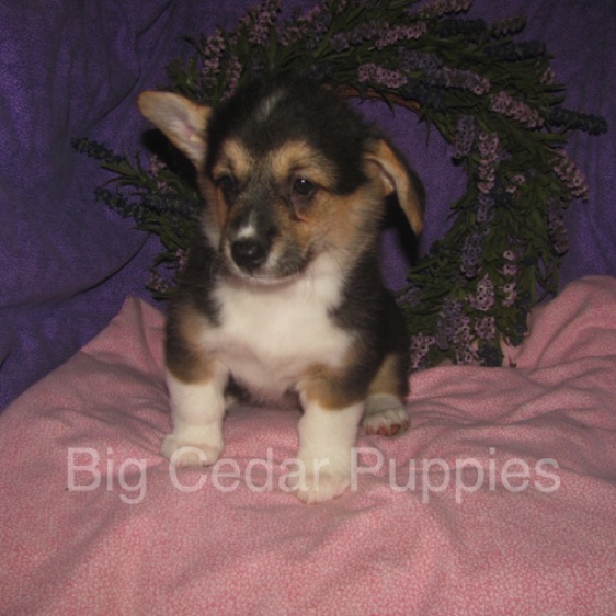 Pepper's #3  Female
"Ellie"
Sold to Chace & Heather
