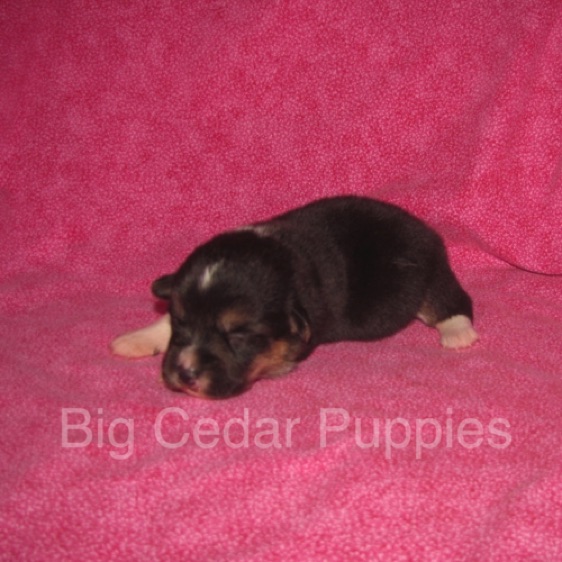 Pepper's #3  Female