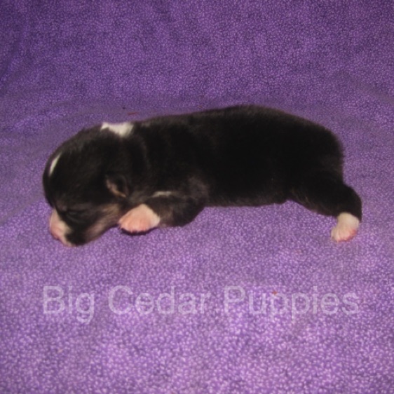 Pepper's #1  Male