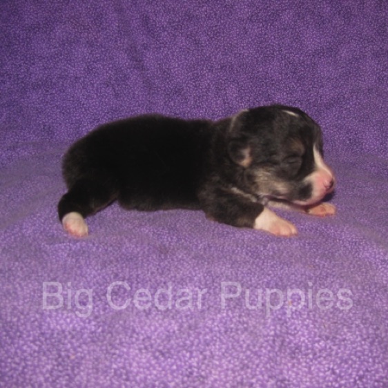 Pepper's #1  Male