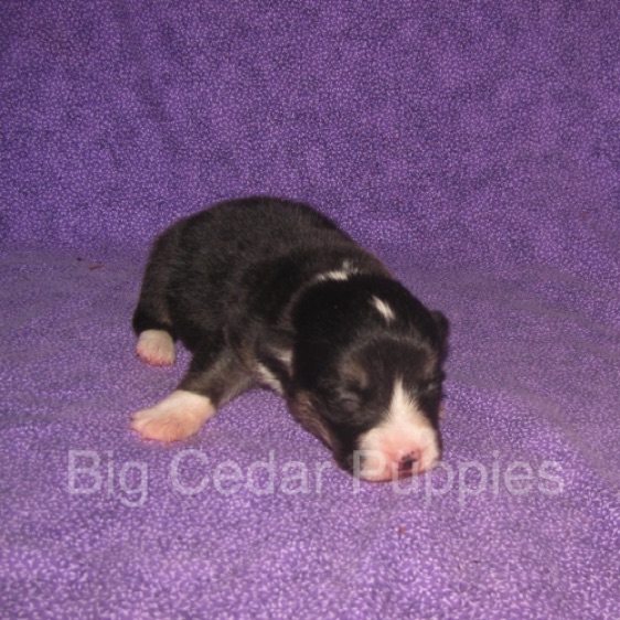Pepper's #1  Male