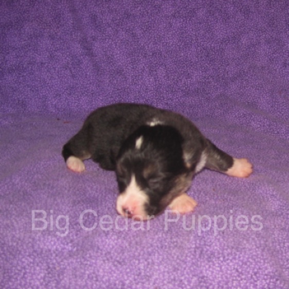 Pepper's #1  Male