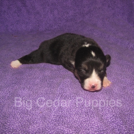 Pepper's #1  Male