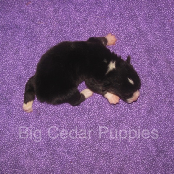 Pepper's #1  Male