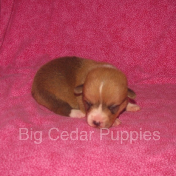 Pepper's #4  Female