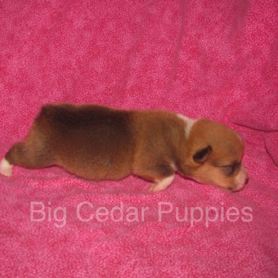 Pepper's #4  Female