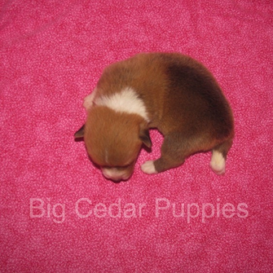 Pepper's #4  Female