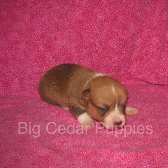Pepper's #4  Female