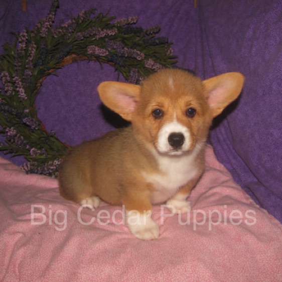 Pepper's #4  Female
SOLD to  Kendra