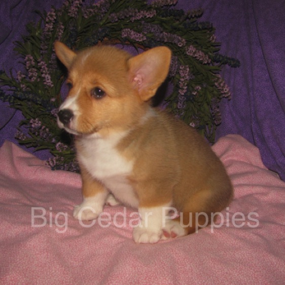 Pepper's #4  Female
SOLD to  Kendra