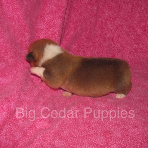 Pepper's #4  Female