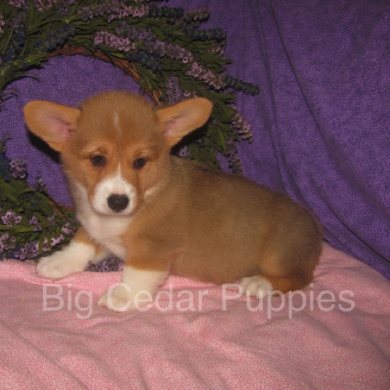 Pepper's #4  Female
SOLD to  Kendra