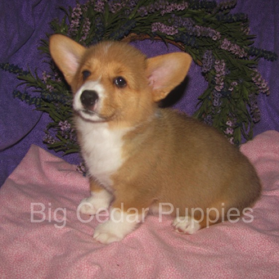 Pepper's #4  Female
SOLD to  Kendra